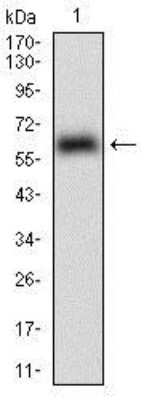 Western Blot: EpCAM/TROP1 Antibody (7B5C10) [NBP2-37256] - Western blot analysis using EPCAM mAb against human EPCAM (AA: 24-265) recombinant protein. (Expected MW is 53.4 kDa)