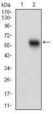 Western Blot: EpCAM/TROP1 Antibody (7B5C10) [NBP2-37256] - Western blot analysis using EPCAM mAb against HEK293 (1) and EPCAM (AA: 24-265)-hIgGFc transfected HEK293 (2) cell lysate.
