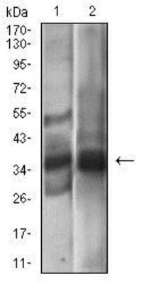 Western Blot: EpCAM/TROP1 Antibody (7B5C10) [NBP2-37256] - Western blot analysis using EPCAM mouse mAb against A431 (1), MCF-7 (2) cell lysate.
