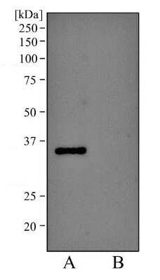 Western Blot: EpCAM/TROP1 Antibody (AUA1) - Azide and BSA Free [NBP2-80721] - Analysis of A431 lysate (A) and Hek293 lysate (B) using EpCAM/CD326 antibody (AUA1) at 2 ug/ml. Non-reduced lysate was used in each lane. Image from the standard format of this antibody.