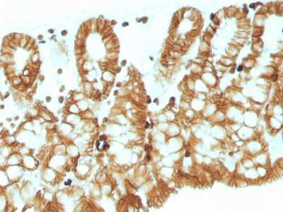 Immunohistochemistry-Paraffin: EpCAM/TROP1 Antibody (EGP40/1110) - (ECD) - IHC-Prediluted [NBP2-48264] - Formalin-fixed, paraffin-embedded Mouse Colon stained with EpCAM Mouse Monoclonal Antibody (EGP40/1110).