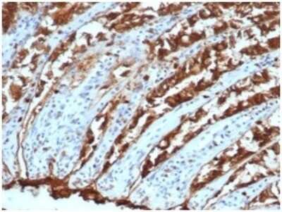 Immunohistochemistry-Paraffin: EpCAM/TROP1 Antibody (EGP40/1110) - (ECD) - IHC-Prediluted [NBP2-48264] - Formalin-fixed, paraffin-embedded canine (dog) colon stained with EpCAM/TROP1 Antibody (EGP40/1110) - (ECD).