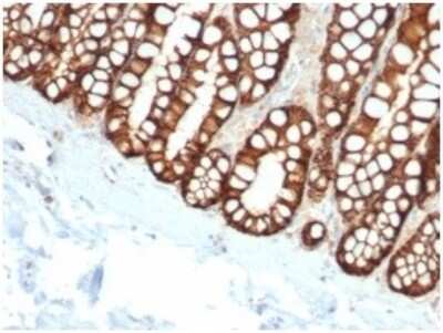 Immunohistochemistry-Paraffin: EpCAM/TROP1 Antibody (EGP40/1110) - (ECD) - IHC-Prediluted [NBP2-48264] - Formalin-fixed, paraffin-embedded feline (cat) small intestine stained with EpCAM/TROP1 Antibody (EGP40/1110) - (ECD).