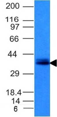 Western Blot: EpCAM/TROP1 Antibody (EGP40/1120) - Azide and BSA Free [NBP2-47874] - Analysis of HCT116 Cell Lysate using EpCAM Monoclonal Antibody (EGP40/1120)