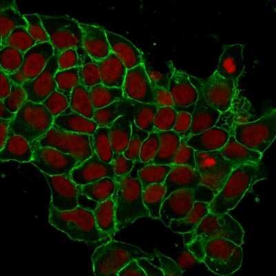 Immunocytochemistry/Immunofluorescence: EpCAM/TROP1 Antibody (EGP40/1372) - (ECD) - Azide and BSA Free [NBP2-54419] - Immunofluorescent staining of MCF-7 cells. NBP2-53264 labeled with CF488 (green). Nuclei are stained with Reddot (red)