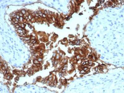 Immunohistochemistry-Paraffin: EpCAM/TROP1 Antibody (EGP40/1372) - (ECD) - Azide and BSA Free [NBP2-54419] - Formalin-fixed, paraffin-embedded canine (dog) bladder stained with EpCAM/TROP1 Antibody (EGP40/1372) - (ECD).