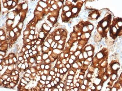 Immunohistochemistry-Paraffin: EpCAM/TROP1 Antibody (EGP40/1372) - (ECD) - Azide and BSA Free [NBP2-54419] - Formalin-fixed, paraffin-embedded feline (cat) small intestine stained with EpCAM/TROP1 Antibody (EGP40/1372) - (ECD).