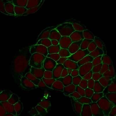 Immunocytochemistry/Immunofluorescence: EpCAM/TROP1 Antibody (EGP40/1798) - (ECD) [NBP2-53213] - Confocal Immunofluorescence of MCF-7 cells EpCAM/TROP1 Antibody (EGP40/1798) labeled with CF488 (Green); Red Dot is used to label the nuclei.