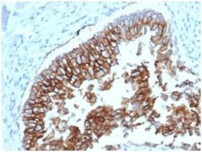 Immunohistochemistry-Paraffin: EpCAM/TROP1 Antibody (EGP40/1798) - (ECD) [NBP2-53213] - Formalin-fixed, paraffin-embedded canine (dog) bladder stained with EpCAM/TROP1 Antibody (EGP40/1798) - (ECD).