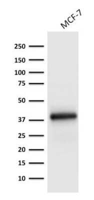 Western Blot: EpCAM/TROP1 Antibody (EGP40/1798) - (ECD) [NBP2-53213] - Western Blot Analysis of MCF-7 cell lysate using EpCAM/TROP1 Antibody (EGP40/1798).