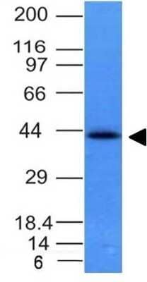 Western Blot: EpCAM/TROP1 Antibody (EGP40/837) - (ECD) - Azide and BSA Free [NBP2-47877] - HCT116 Cell Lysate using Ep-CAM Monoclonal Antibody (EGP40/837).