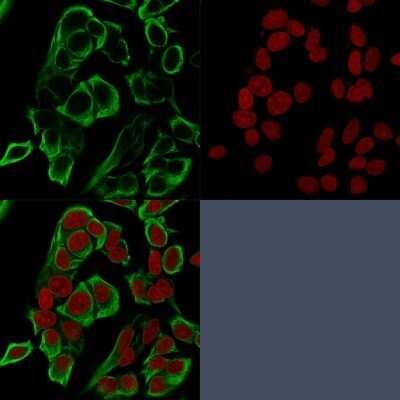 Immunocytochemistry/Immunofluorescence: EpCAM/TROP1 Antibody (rMOC-31) - Azide and BSA Free [NBP2-54521] - Confocal immunofluorescence analysis of MCF-7 cells using  labeled in Green. Red Dot is used to label the nucleus red.