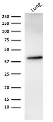 Western Blot: EpCAM/TROP1 Antibody (rMOC-31) - Azide and BSA Free [NBP2-54521] - Western blot analysis of human lung tissue lysate using EpCAM/TROP1 antibody (rMOC-31).