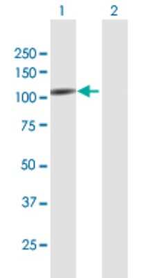 Western Blot: Epac2 Antibody [H00011069-B01P] - Analysis of RAPGEF4 expression in transfected 293T cell line by RAPGEF4 polyclonal antibody.  Lane 1: RAPGEF4 transfected lysate(111.21 KDa). Lane 2: Non-transfected lysate.