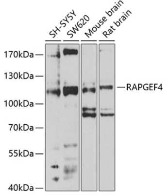 Western Blot: Epac2 Antibody [NBP3-03353] - Analysis of extracts of various cell lines, using Epac2 antibody at 1:1000 dilution. Secondary antibody: HRP Goat Anti-Rabbit IgG (H+L) at 1:10000 dilution. Lysates/proteins: 25ug per lane. Blocking buffer: 3% nonfat dry milk in TBST. Detection: ECL Enhanced Kit.