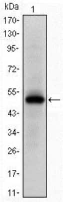 Western Blot: EphA10 Antibody (2E8) [NBP2-37603] - Western blot analysis using Epha10 mAb against human Epha10 (AA: 34-295) recombinant protein. (Expected MW is 50 kDa)