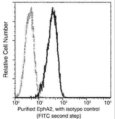 Flow Cytometry: EphA2 Antibody (101) [NBP2-90649] - Flow cytometric analysis of Mouse EphA2 expression on MS-1 cells. Cells were stained with purified anti-Mouse EphA2, then a FITC-conjugated second step antibody. The fluorescence histograms were derived from gated events with the forward and side light-scatter characteristics of intact cells.