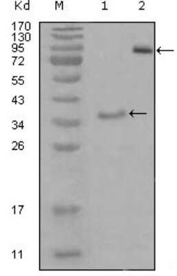 Western Blot: EphA3 Antibody (6C1B6) [NBP1-47420] - Analysis using EphA3 mouse mAb against truncated Trx-EphA3 recombinant protein (1) and truncated EphA3(aa566-983)-hIgGFc transfected CHO-K1 cell lysate(2).