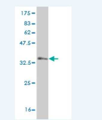 Western Blot: EphA5 Antibody (X1) [H00002044-M05] - Detection against Immunogen (36.63 KDa) .
