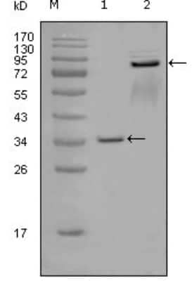 Western Blot: EphA7 Antibody (6C8G7) [NBP1-47425] - Analysis using EphA7 mouse mAb against truncated GST-EphA7 recombinant protein (1) and truncated EphA7 (aa25-556)-hIgGFc transfected CHOK1 cell lysate (2).