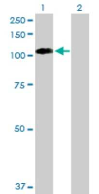 Western Blot: EphB1 Antibody [H00002047-B01P] - Analysis of EPHB1 expression in transfected 293T cell line by EPHB1 polyclonal antibody.  Lane 1: EPHB1 transfected lysate(108.24 KDa). Lane 2: Non-transfected lysate.