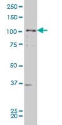 Western Blot: EphB2 Antibody (4D1) [H00002048-M03] - Analysis of EPHB2 expression in NIH/3T3 (Cat # L018V1).