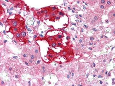 Immunohistochemistry-Paraffin: EphB3 Antibody (4A122D1) [NBP1-47522] - Analysis of human Adrenal tissues using EPHB3 mouse mAb