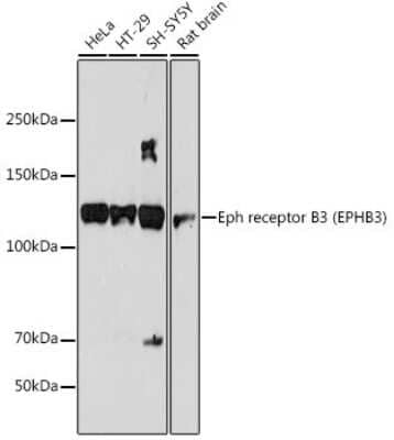 Western Blot: EphB3 Antibody (8H9P4) [NBP3-15693] - Western blot analysis of extracts of various cell lines, using EphB3 (EPHB3) antibody (NBP3-15693) at 1:1000 dilution. Secondary antibody: HRP Goat Anti-Rabbit IgG (H+L) at 1:10000 dilution. Lysates/proteins: 25ug per lane. Blocking buffer: 3% nonfat dry milk in TBST. Detection: ECL Basic Kit. Exposure time: 180s.