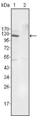 Western Blot: EphB4 Antibody (7H4A6) [NBP1-47381] - Analysis using EphB4 mouse mAb against Jurkat (1) and HEK293 (2) cell lysate.