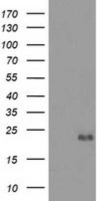 Western Blot Ephrin-A2 Antibody (OTI3E3)