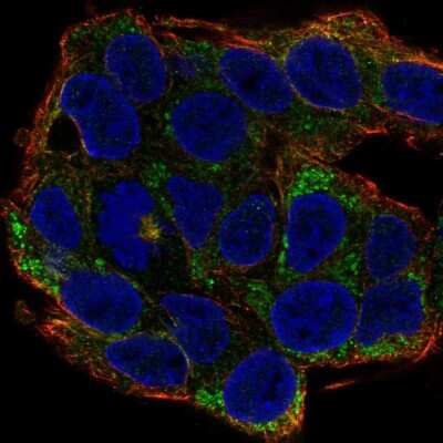 Immunocytochemistry/Immunofluorescence: Ephrin-A2 Antibody [NBP2-68860] - Staining of human cell line Hep G2 shows localization to cytosol & mitochondria.