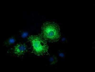 Immunocytochemistry/Immunofluorescence: Ephrin-A2 Antibody (OTI3E3) - Azide and BSA Free [NBP2-70622] - Staining of COS7 cells transiently transfected by pCMV6-ENTRY Ephrin A2.