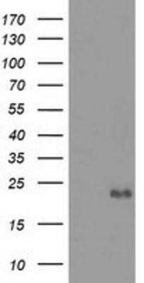 Western Blot: Ephrin-A2 Antibody (OTI3E3) - Azide and BSA Free [NBP2-70622] - HEK293T cells were transfected with the pCMV6-ENTRY control (Left lane) or pCMV6-ENTRY Ephrin A2 (Right lane) cDNA for 48 hrs and lysed. Equivalent amounts of cell lysates (5 ug per lane) were separated by SDS-PAGE and immunoblotted with anti-Ephrin A2.
