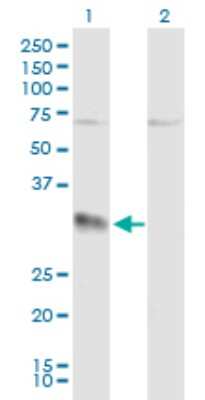Western Blot: Ephrin-A3 Antibody [H00001944-B01P] - Analysis of EFNA3 expression in transfected 293T cell line by EFNA3 polyclonal antibody.  Lane 1: EFNA3 transfected lysate(26.40 KDa). Lane 2: Non-transfected lysate.