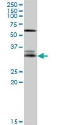 Western Blot: Ephrin-A3 Antibody [H00001944-D01P] - Analysis of EFNA3 expression in Jurkat.
