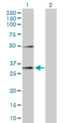 Western Blot: Ephrin-A3 Antibody [H00001944-D01P] - Analysis of EFNA3 expression in transfected 293T cell line by EFNA3 polyclonal antibody.Lane 1: EFNA3 transfected lysate(26.40 KDa).Lane 2: Non-transfected lysate.