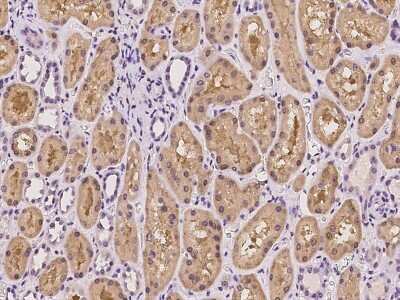 Immunohistochemistry-Paraffin: Ephrin-B2 Antibody [NBP2-97336] - Staining of human Ephrin-B2 in human kidney with rabbit polyclonal antibody at 1:100 dilution.