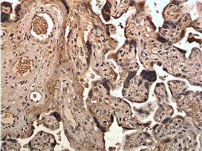 Immunohistochemistry-Paraffin: Ephrin-B3 Antibody (MM0264- 12X1) [NBP2-12283] - 10% Buffer formalin fixed and parffine embedded human placetal tissue section (4um) is subjected IHC staining using NBP2-12283. Tissue section was pretreated in citric buffer (pH 6.0) with microwave for antige retrieval before IHC is applied.  