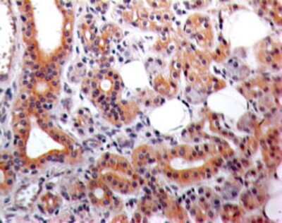 Immunohistochemistry: Eps8 Antibody (18F5B11) - Azide and BSA Free [NBP2-80724] - Formalin-fixed, paraffin-embedded human salivary gland stained with EPS8 antibody (5 ug/ml), peroxidase-conjugate and DAB chromogen. Image from the standard format of this antibody.