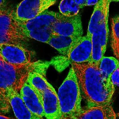 Immunocytochemistry/Immunofluorescence: Epsin 1 Antibody [NBP2-56738] - Staining of human cell line HEK 293 shows localization to cytosol.