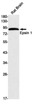 Western Blot: Epsin 1 Antibody (S02-2D1) [NBP3-19625] - Western blot detection of Epsin 1 in Rat Brain lysates using NBP3-19625 (1:1000 diluted). Predicted band size: 60kDa. Observed band size: 90kDa.