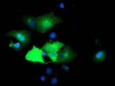 Immunocytochemistry/Immunofluorescence: Epsin-2 Antibody (OTI1G3) - Azide and BSA Free [NBP2-71701] - Staining of COS7 cells transiently transfected by pCMV6-ENTRY Epsin-2.