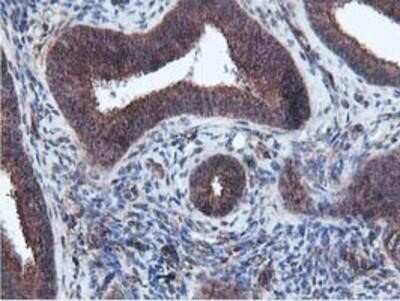 Immunohistochemistry: Epsin-2 Antibody (OTI1G3) - Azide and BSA Free [NBP2-71701] - Staining of paraffin-embedded Human endometrium tissue using anti-Epsin-2 mouse monoclonal antibody.