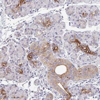 Immunohistochemistry-Paraffin: Epsin 3 Antibody [NBP2-49188] - Staining of human salivary gland shows strong cytoplasmic positivity in glandular cells.