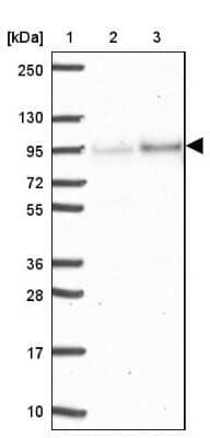 Western Blot: Epsin 3 Antibody [NBP2-49188] - Lane 1: Marker [kDa] 250, 130, 95, 72, 55, 36, 28, 17, 10Lane 2: Human cell line RT-4Lane 3: Human cell line U-251MG sp