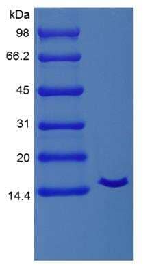 SDS-Page: Equine IL-2 Protein [NBP2-34950]