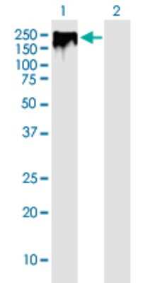 Western Blot: ErbB2/Her2 Antibody (2D4) [H00002064-M02] - Western Blot analysis of ErbB2/Her2 expression in transfected 293T cell line by ErbB2/Her2 monoclonal antibody (M02), clone 2D4.Lane 1: ErbB2/Her2 transfected lysate (Predicted MW: 138.05 KDa).Lane 2: Non-transfected lysate.