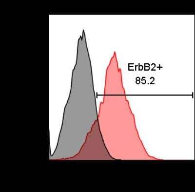 Flow Cytometry: ErbB2/Her2 Antibody (HRB2/258) [Alexa Fluor® 488] [NBP2-34641AF488] - TUBO murine mammary cancer cells expression of rat ErbB-2 receptor. Grey histogram is unstained cells, while red is cells incubated with 1:500 dilution of anti-rat-ErbB-2-AF488 in the dark for 30 minutes on ice. Image from verified customer review.