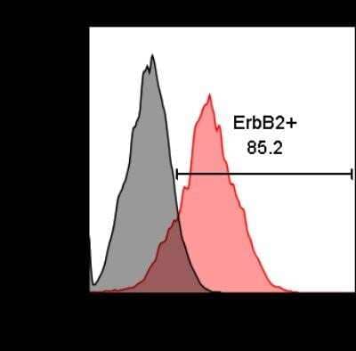 Flow Cytometry: ErbB2/Her2 Antibody (HRB2/258) [NBP2-32862] - TUBO murine mammary cancer cells expression of rat ErbB-2 receptor. Grey histogram is unstained cells, while red is cells incubated with 1:500 dilution of anti-rat-ErbB-2-AF488 in the dark for 30 minutes on ice. Image from verified customer review. Image using the AlexaFluor 488 format of this antibody.