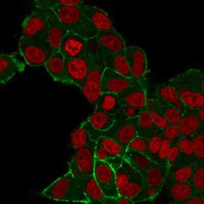 Immunocytochemistry/Immunofluorescence: ErbB2/Her2 Antibody (HRB2/282) [NBP2-32863] - Immunofluorescent staining of PFA-fixed MCF-7 cells with ErbB2/Her2 Monospecific Mouse Monoclonal Antibody (HRB2/282) followed by goat anti-Mouse IgG-CF488 (Green). Nuclei are stained with Reddot (Red).